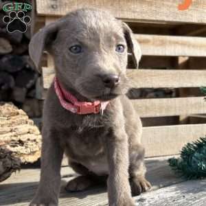 Sunny, Silver Labrador Retriever Puppy